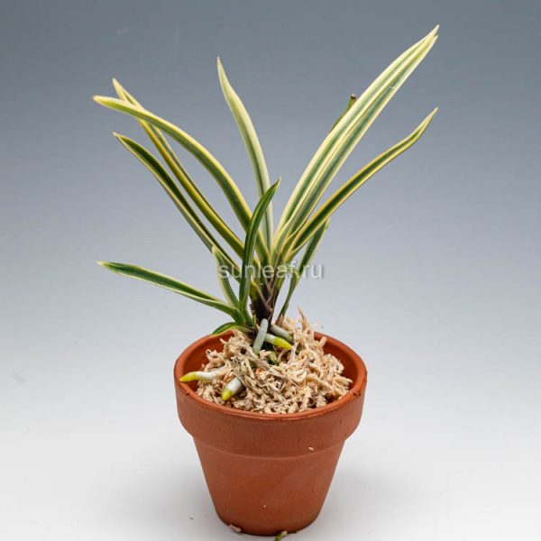 ГОДЗЁ ФУКУРИН 어성복륜 御城覆輪 neofinetia Gojo Fukurin