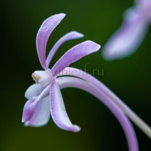 neofinetia-dalmahong