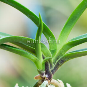 neofinetia-dalmahong-달마홍-達摩紅