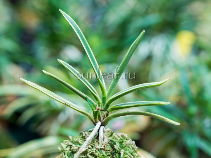 неофинетия ГОДЗЁ ФУКУРИН 御城覆輪 neofinetia Gojo Fukurin