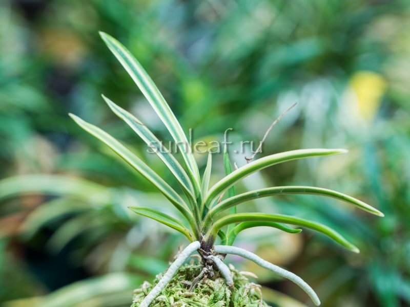 неофинетия ГОДЗЁ ФУКУРИН 御城覆輪 neofinetia Gojo Fukurin