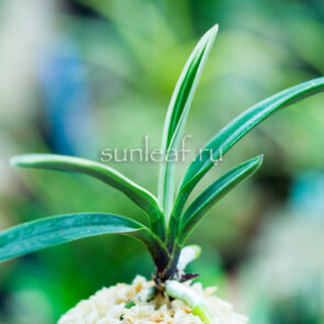 neofinetia-hakuo-fukurin-白皇覆輪