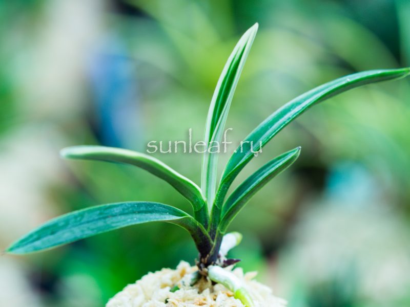 neofinetia-hakuo-fukurin-白皇覆輪