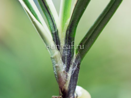 neofinetia-kishu-hakuo-紀州白王