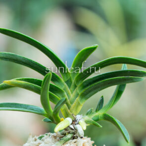 neofinetia-surusumi-摺墨