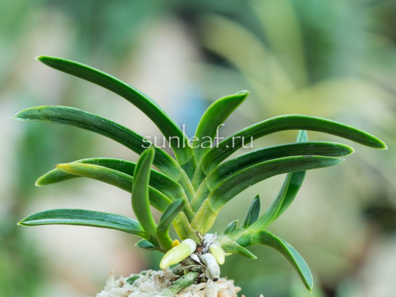 neofinetia-surusumi-摺墨