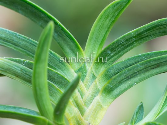 neofinetia-surusumi-摺墨