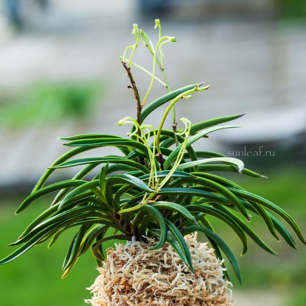 neofinetia Itoseikai