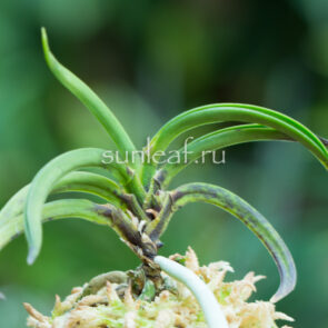 Неофинетия ИТОСЭЙКАЙ 사청해 絲靑海 Neofinetia Itoseikai (Korea)