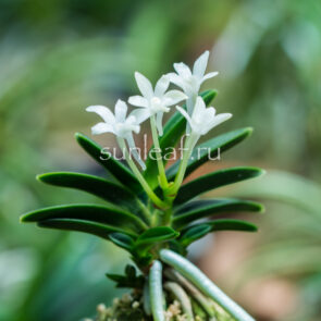 neofinetia-kabutomaru-兜丸