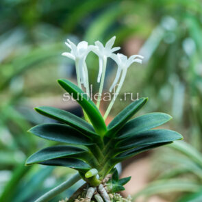 neofinetia-kabutomaru-兜丸