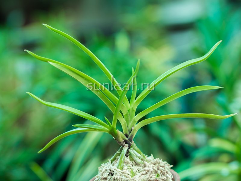 неофинетия Кокакуден 紅赫殿 neofinetia Koukakuden (Kokakuden)