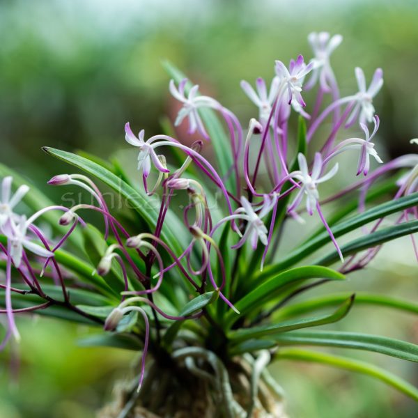 СЮ ТЕННО 주천왕 朱天王 neofinetia Shutenno