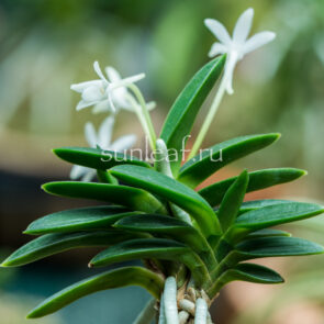 neofinetia-kabutomaru-兜丸