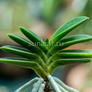 neofinetia-toyoyamamaru-풍산환-豊山丸