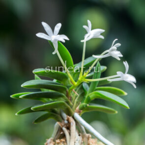 neofinetia-toyoyamamaru-풍산환-豊山丸