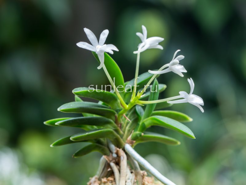 neofinetia-toyoyamamaru-풍산환-豊山丸