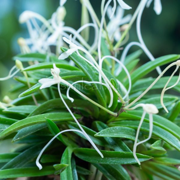 neofinetia-Shitakirisuzume