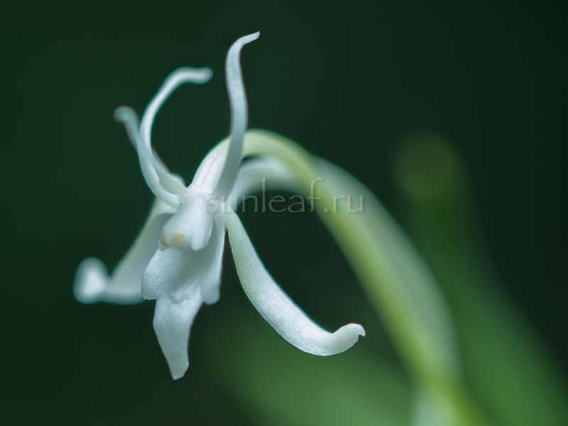 Неофинетия Тацухоко 龍鉾 neofinetia Tatsuhoko