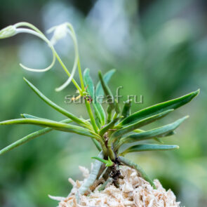 Неофинетия Тацухоко 龍鉾 neofinetia Tatsuhoko