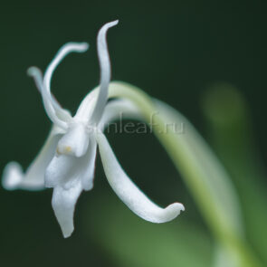 Неофинетия Тацухоко 龍鉾 neofinetia Tatsuhoko