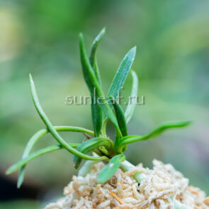 Неофинетия Тацухоко 龍鉾 neofinetia Tatsuhoko