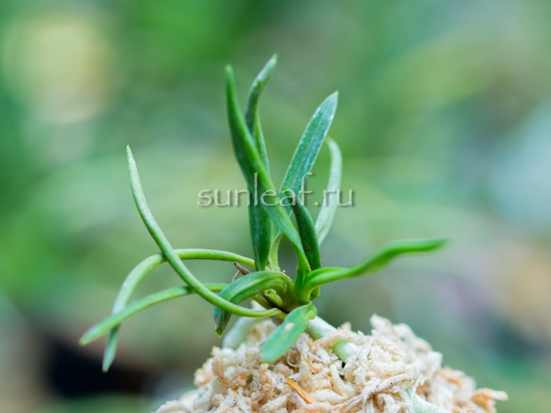 Неофинетия Тацухоко 龍鉾 neofinetia Tatsuhoko