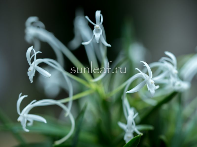 Неофинетия Тацухоко 龍鉾 neofinetia Tatsuhoko