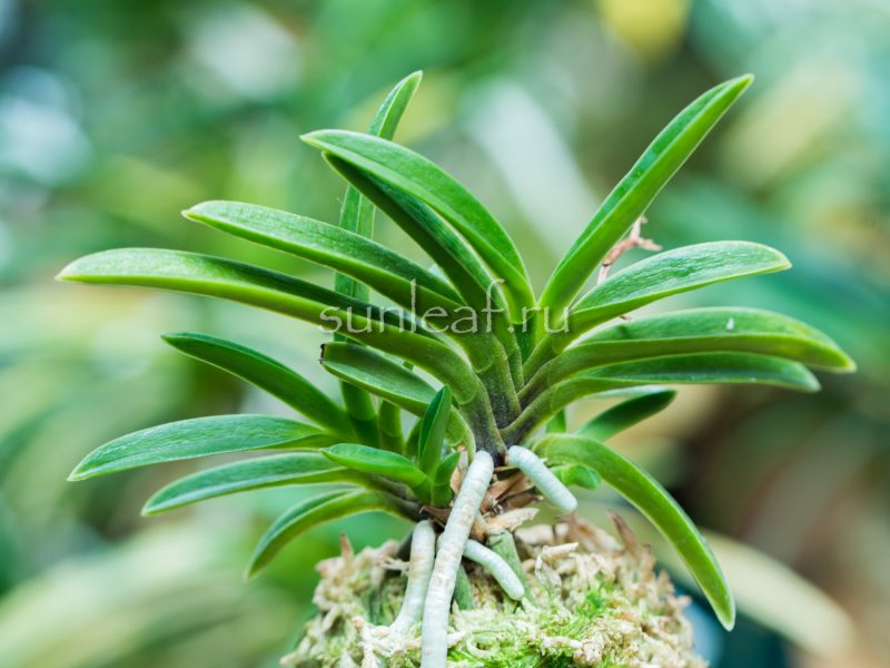 ЭБОСИМАРУ 烏帽子丸 neofinetia Eboshimaru