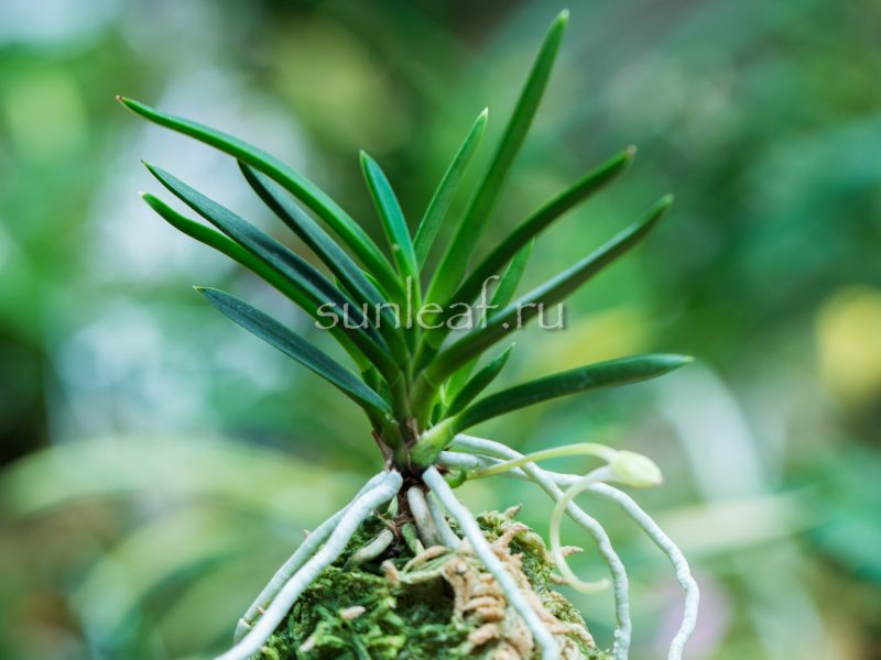 неофинетия ФУКУДЗЮМАРУ 福寿丸 neofinetia Fukujumaru