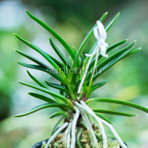 ФУКУДЗЮМАРУ 福寿丸 neofinetia Fukujumaru