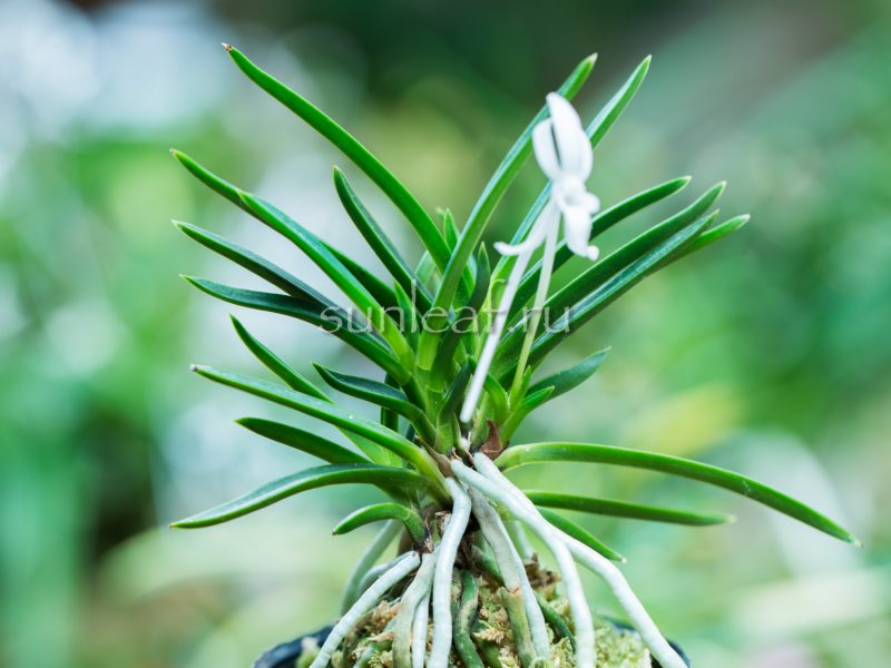 ФУКУДЗЮМАРУ 福寿丸 neofinetia Fukujumaru