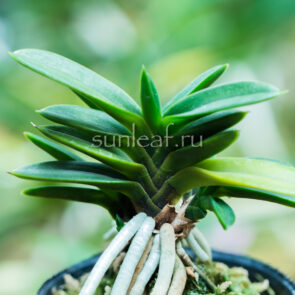 неофинетия ХОГЁКУ 鳳玉 neofinetia Hogyoku