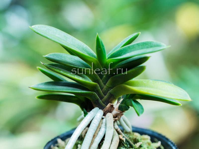 неофинетия ХОГЁКУ 鳳玉 neofinetia Hogyoku