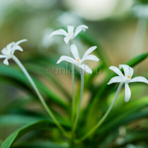 Неофинетия ХОШИГУРУМА 星車neofinetia Hoshiguruma