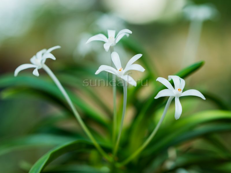 Неофинетия ХОШИГУРУМА 星車neofinetia Hoshiguruma