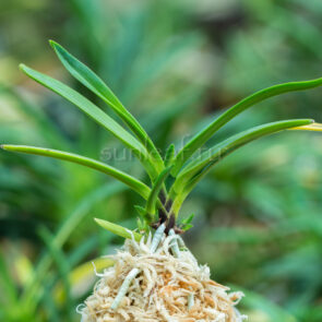 Неофинетия ХОШИГУРУМА 星車neofinetia Hoshiguruma