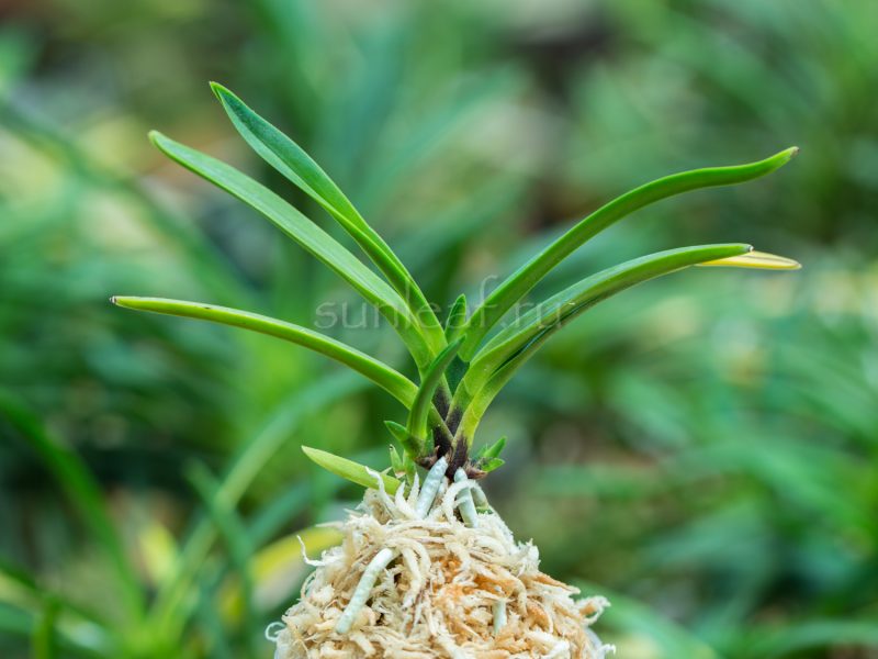 Неофинетия ХОШИГУРУМА 星車neofinetia Hoshiguruma