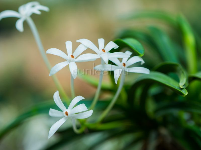 Неофинетия ХОШИГУРУМА 星車neofinetia Hoshiguruma