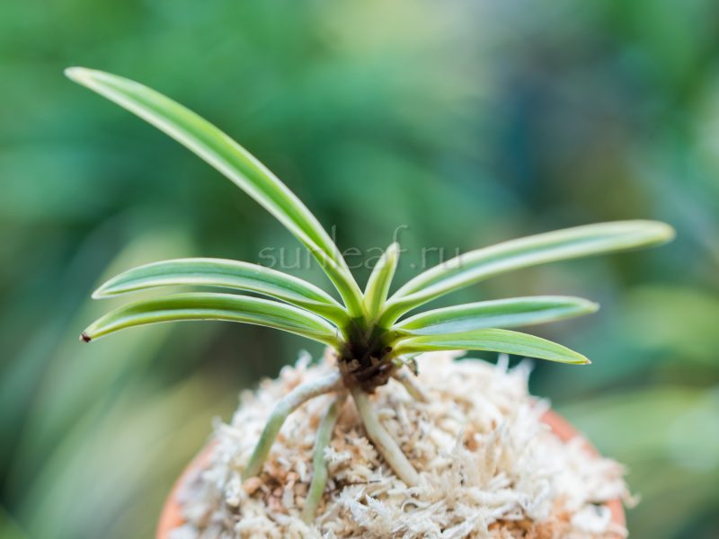 Неофинетия Нисидэмияко 西出都 neofinetia Nishidemiyako