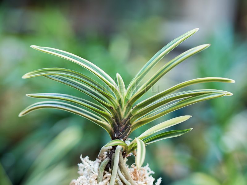 Неофинетия Нисидэмияко 西出都 neofinetia Nishidemiyako