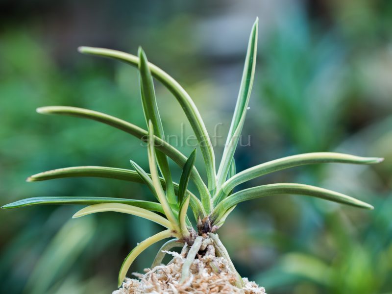 Неофинетия Нисидэмияко 西出都 neofinetia Nishidemiyako