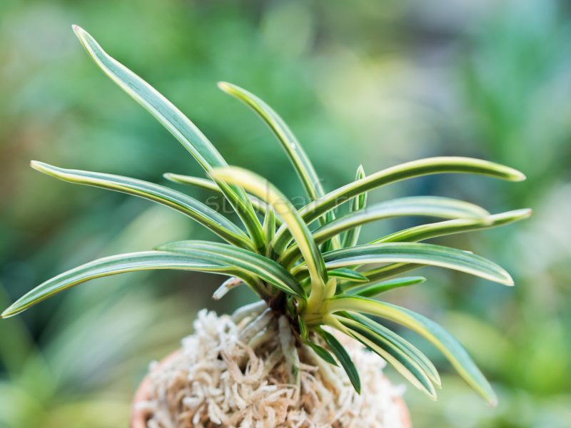 Неофинетия Нисидэмияко 西出都 neofinetia Nishidemiyako