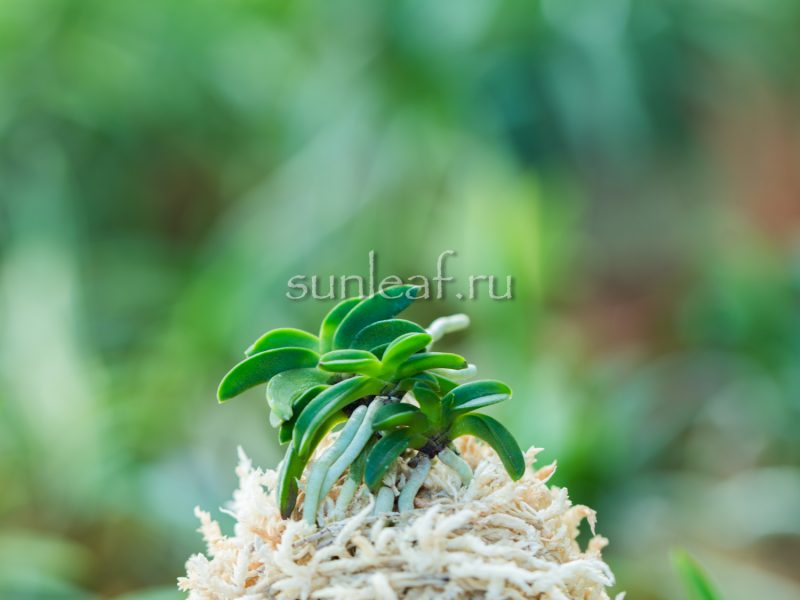 Неофинетия СЭЙКАЙ 青海 neofinetia Seikai