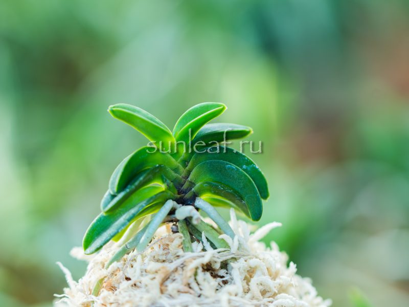 Неофинетия СЭЙКАЙ 青海 neofinetia Seikai