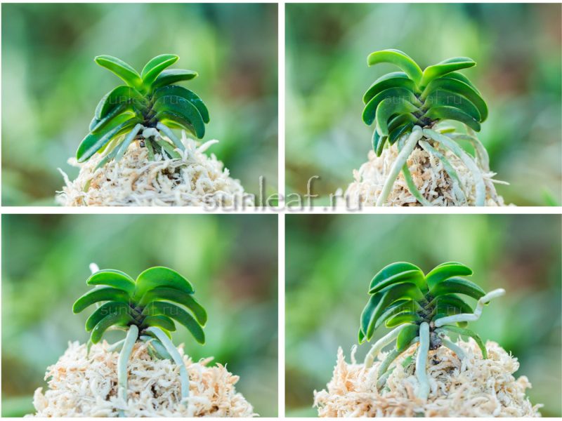 Неофинетия СЭЙКАЙ 青海 neofinetia Seikai