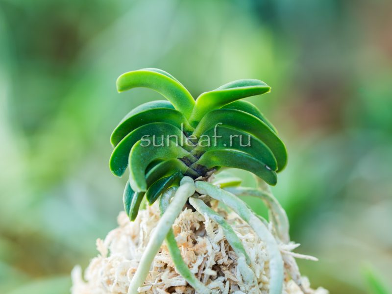 Неофинетия СЭЙКАЙ 青海 neofinetia Seikai