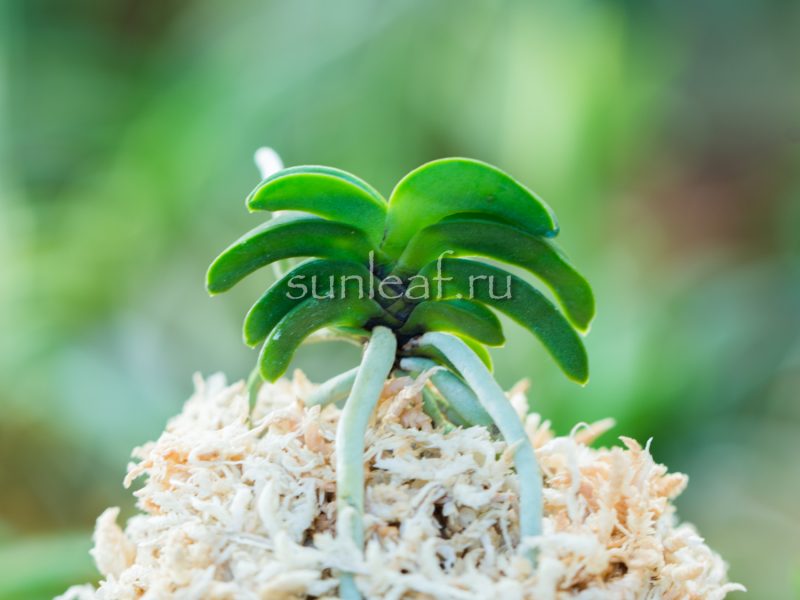 Неофинетия СЭЙКАЙ 青海 neofinetia Seikai