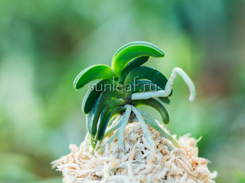 Неофинетия СЭЙКАЙ 青海 neofinetia Seikai