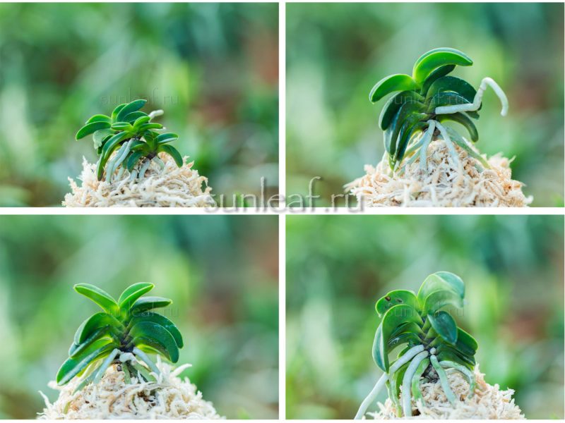 Неофинетия СЭЙКАЙ 青海 neofinetia Seikai